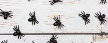 Haunted house rules image of black toy spiders on a white wood table